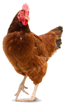 Loisirs Demo 11 Lo Coq Cok