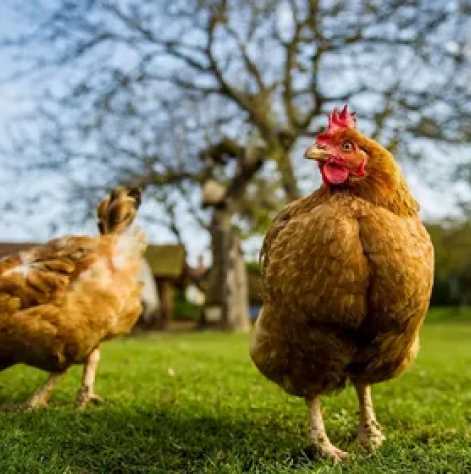 Loisirs Demo 11 Lo Coq Nos Prestations 3 Loisirs Demo 11 Lo Coq Nos Prestations 3