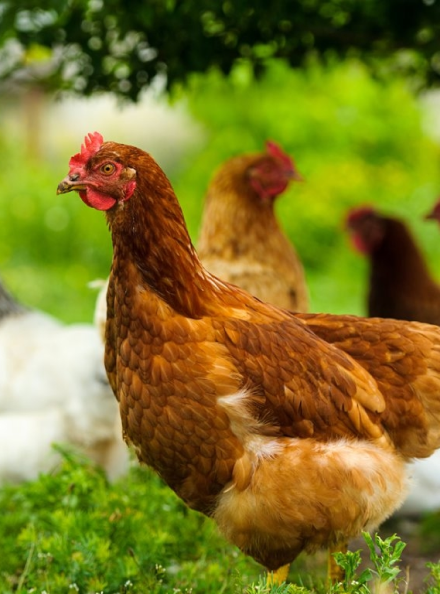 Loisirs Demo 11 Lo Coq Notre Galerie 3