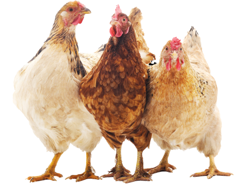 Loisirs Demo 11 Lo Coq Img Right